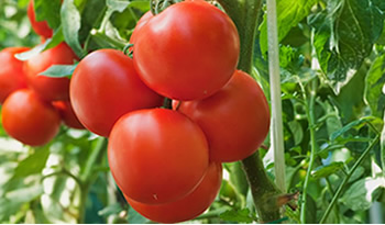 fondecyt tomate