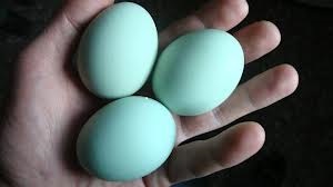 huevos azules oct 13