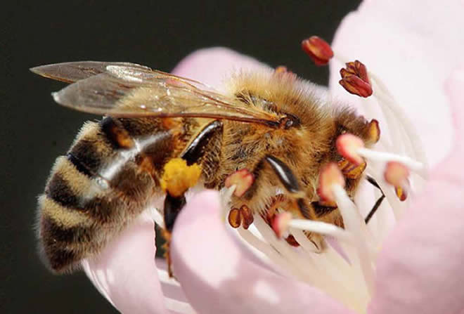 abeja-flor