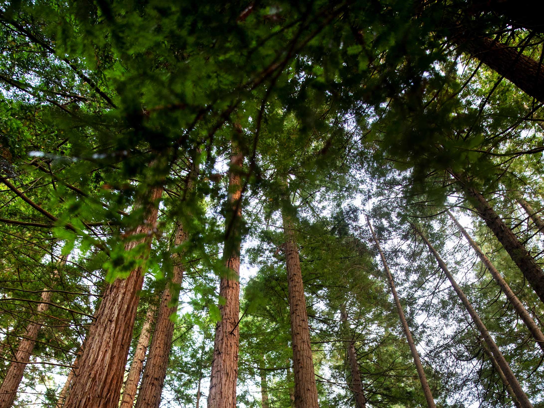 Ingeniería Forestal01