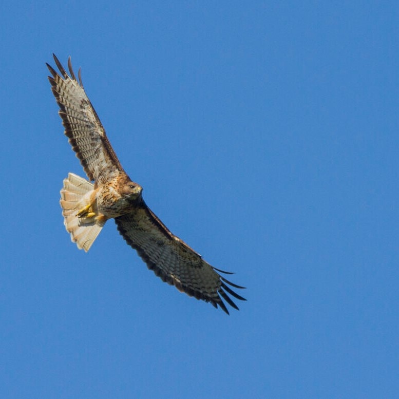 Aguilucho de cola rojiza (Buteo ventralis) – Adulto. Arauco, Chile. Foto: Tomás Rivas Fuenzalida.