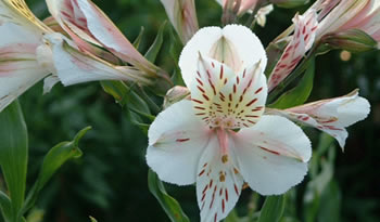 alstroemeria