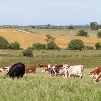 bienestar animal Web agronomia