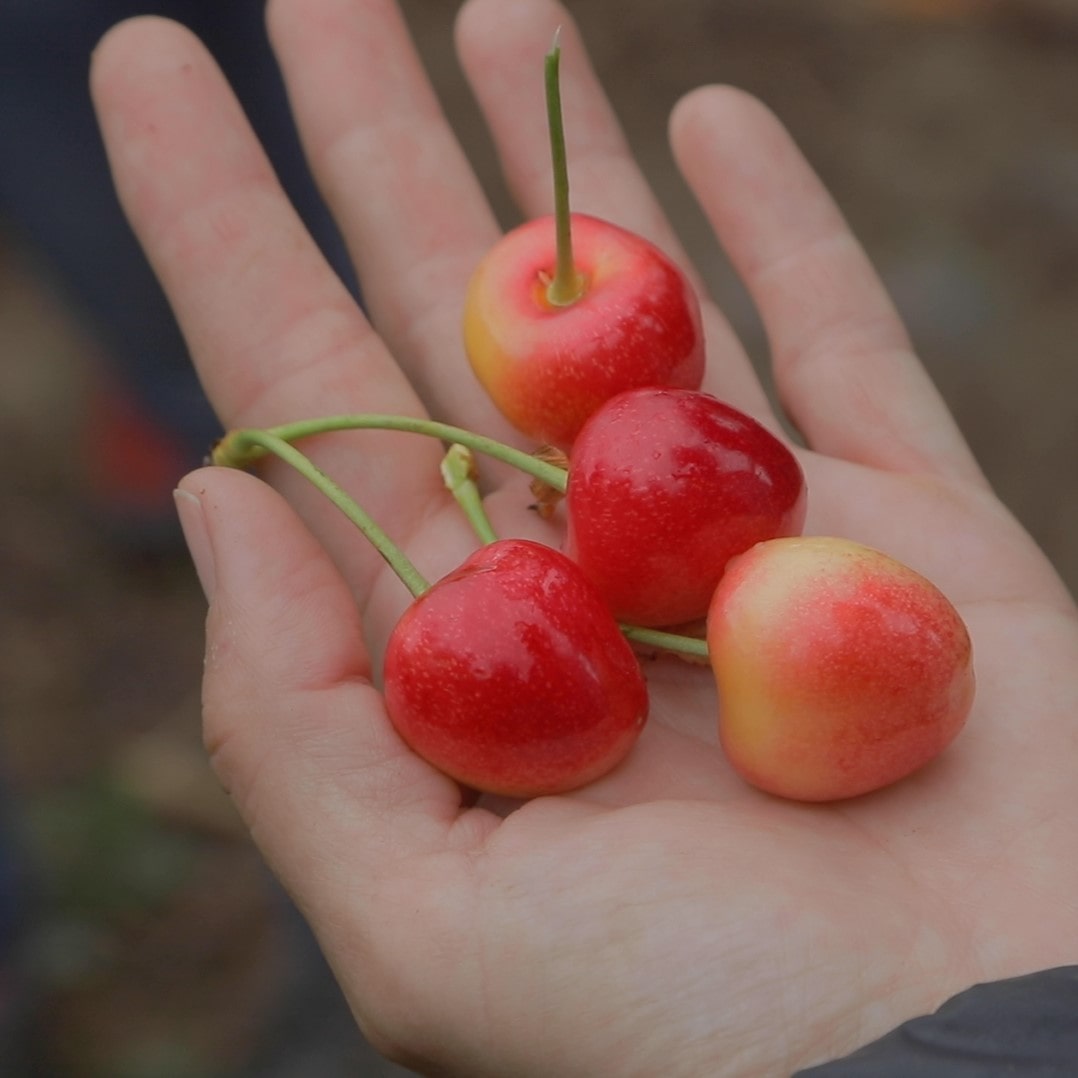Cereezas modificadas genéticamente