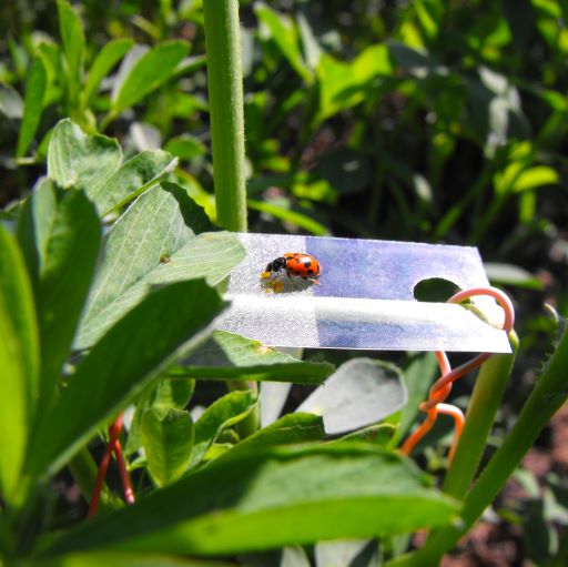 Insecto de la familias Coccinellidae