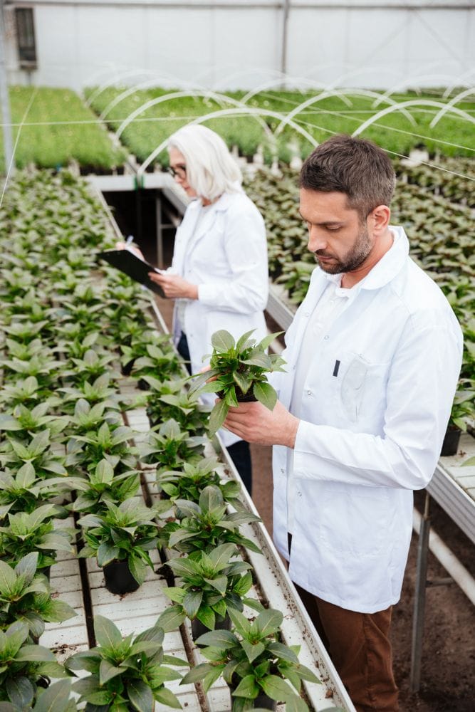 investigadores en un invernadero revisando plantas