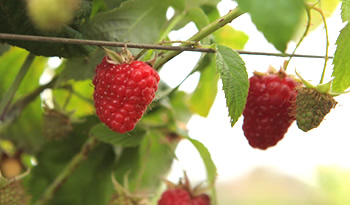 frambuesas chilena final