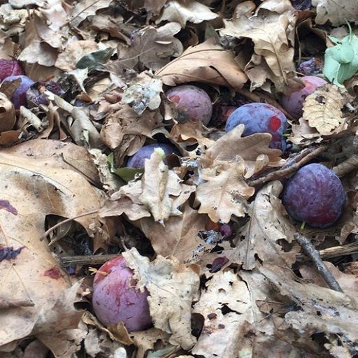 En todos los huertos, los investigadores tomaron muestras tanto de la hojarasca como del suelo inmediatamente bajo ella para medir sus contenidos de cobre. - Foto CAPES UC
