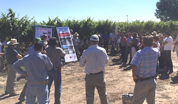 not dcampo Peralillo