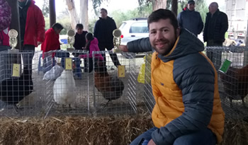 not gallinas araucanas