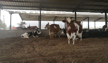 not ganaderia regenerativa