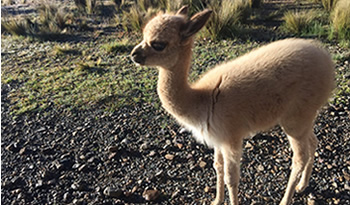 not proyecto vicuña