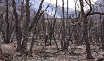 not taller pincendio