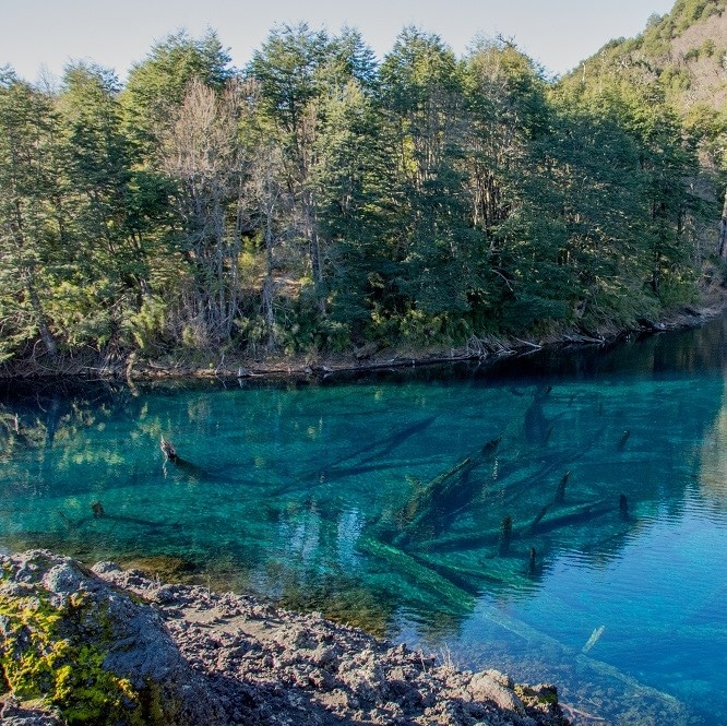 Bosque de nothofagus