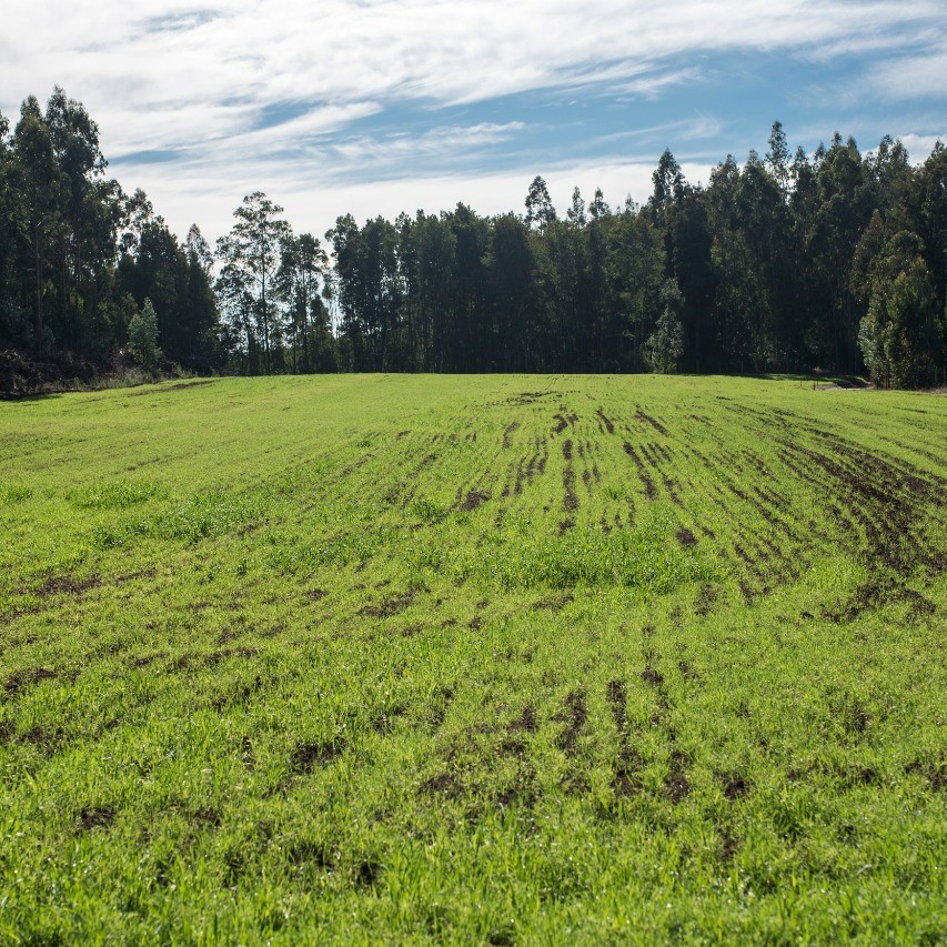 Fotografía de un prado