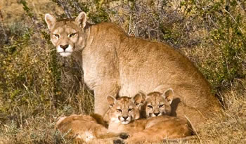 pumas
