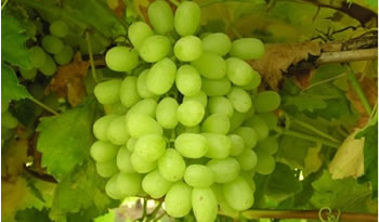 uvas
