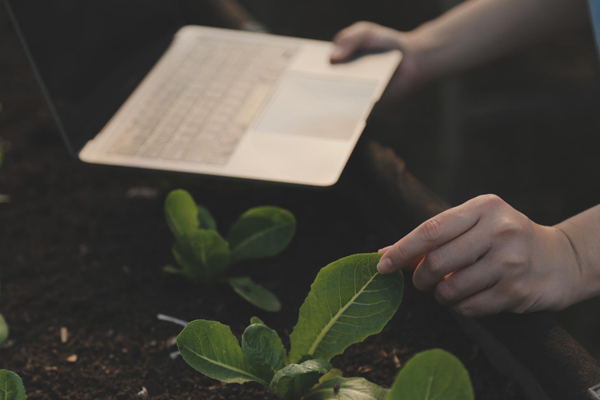 Persona usando una computadora portátil en un invernadero mientras examina una hoja de planta